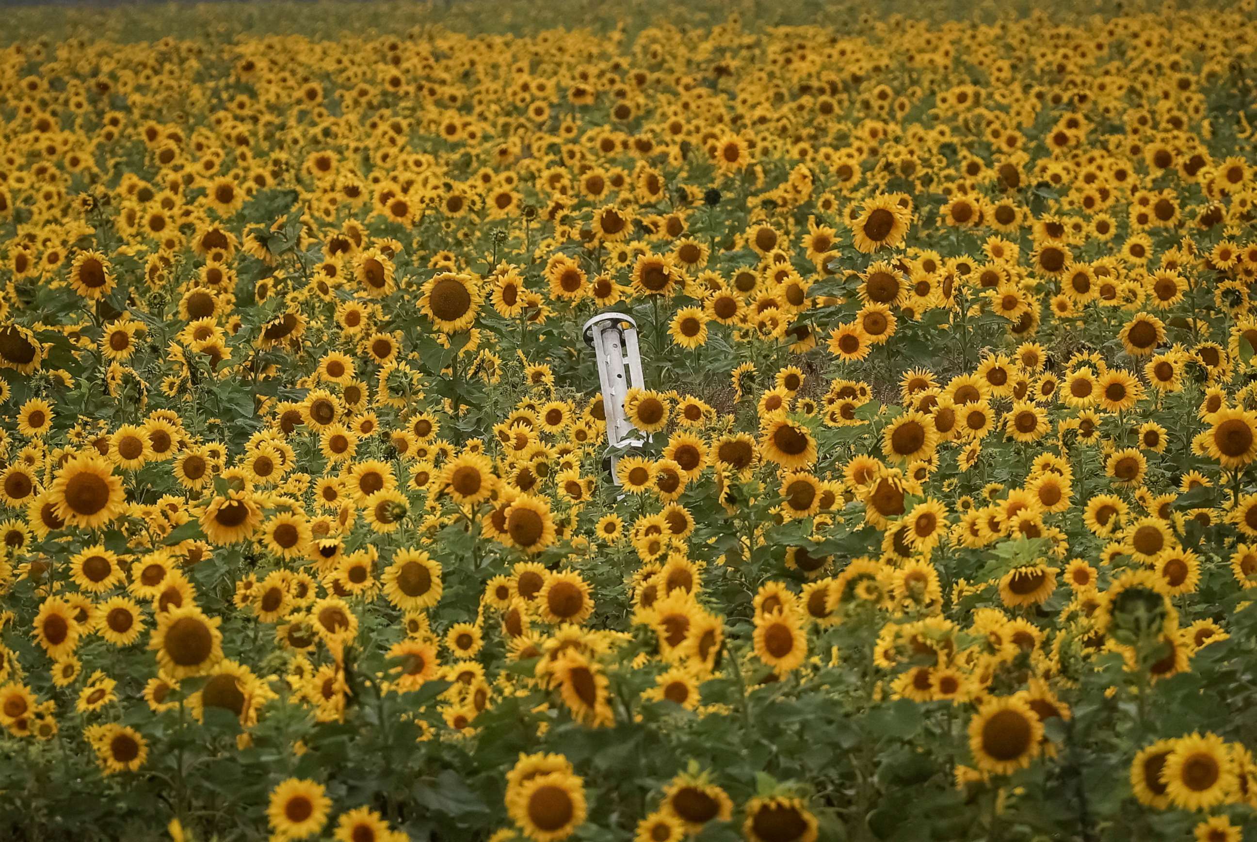 PHOTO: Remains of a rocket lies in field of sunflowers, as Russia's attack on Ukraine continues, near the village of Dolyna in Kharkiv region, Ukraine, Sept. 23, 2022.