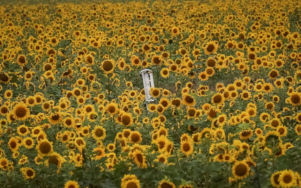 PHOTO: Remains of a rocket lies in field of sunflowers, as Russia's attack on Ukraine continues, near the village of Dolyna in Kharkiv region, Ukraine, Sept. 23, 2022.