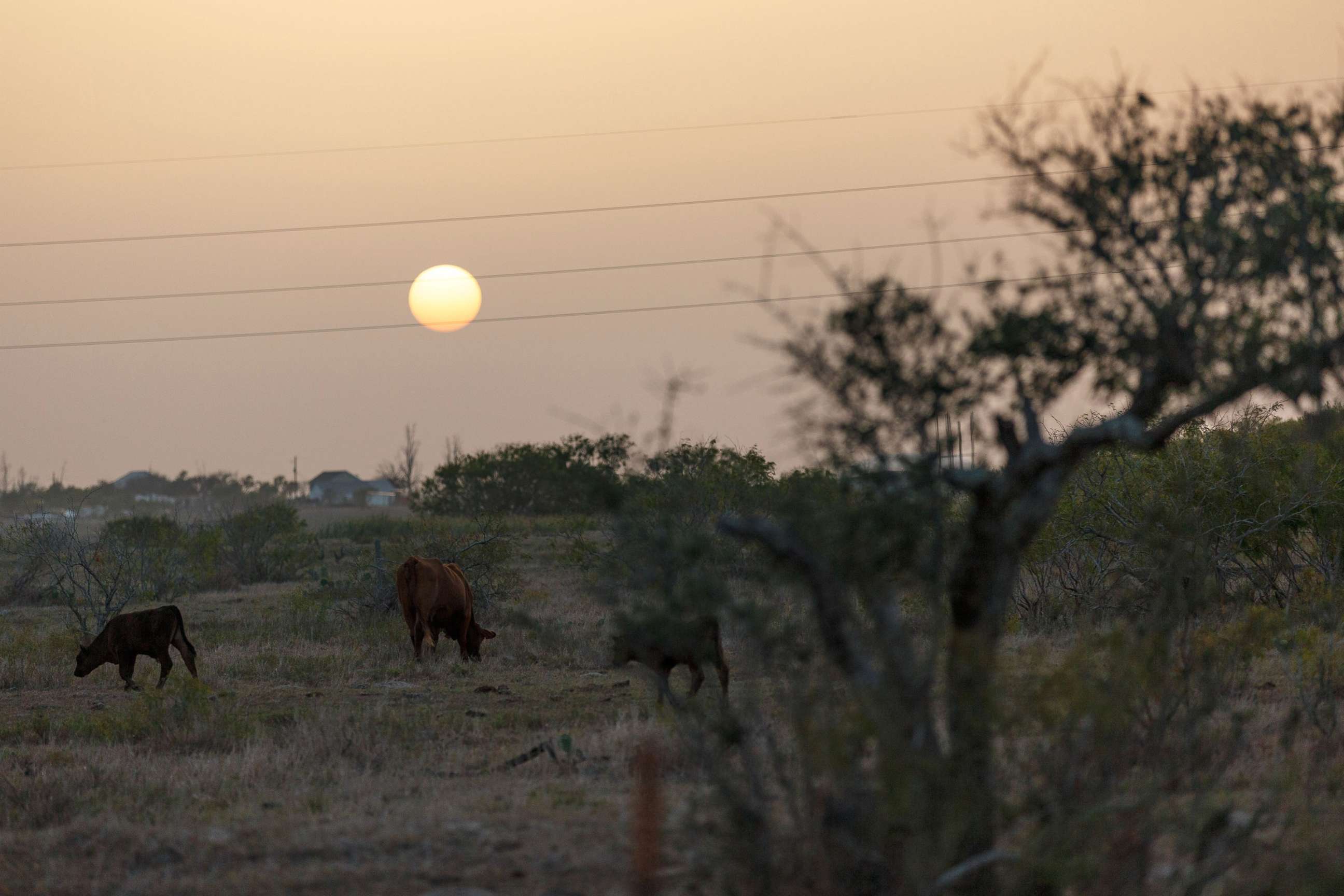 PHOTO: The sun sets over grazing cattle in Rockport, Texas, on July 16, 2022, as an extreme heat wave affects the region.