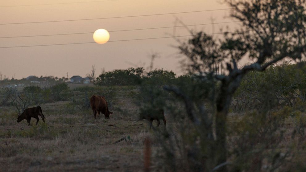 PHOTO: The sun sets over grazing cattle in Rockport, Texas, on July 16, 2022, as an extreme heat wave affects the region.