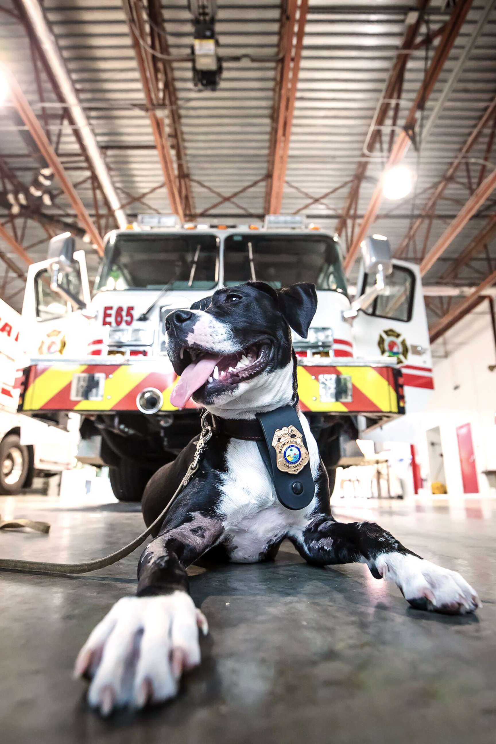 PHOTO: Ruby is pictured at Palm Harbor Fire Rescue Station in Palm Harbor, Fla.