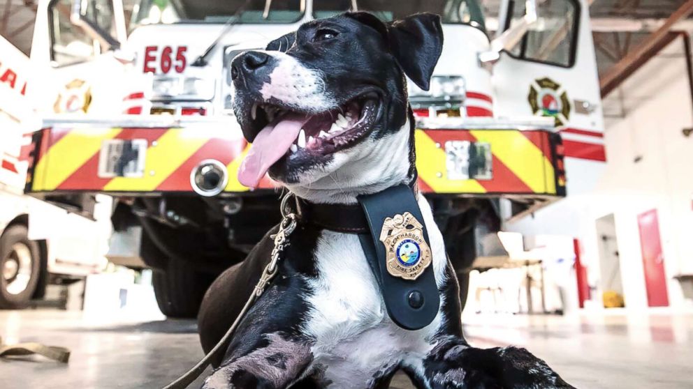 Pueblo Fire Department on X: Station 4 called to a dog stuck in