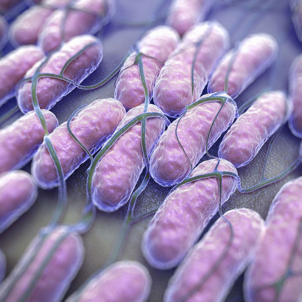 PHOTO: A culture of Salmonella bacteria is pictured in this undated stock photo.