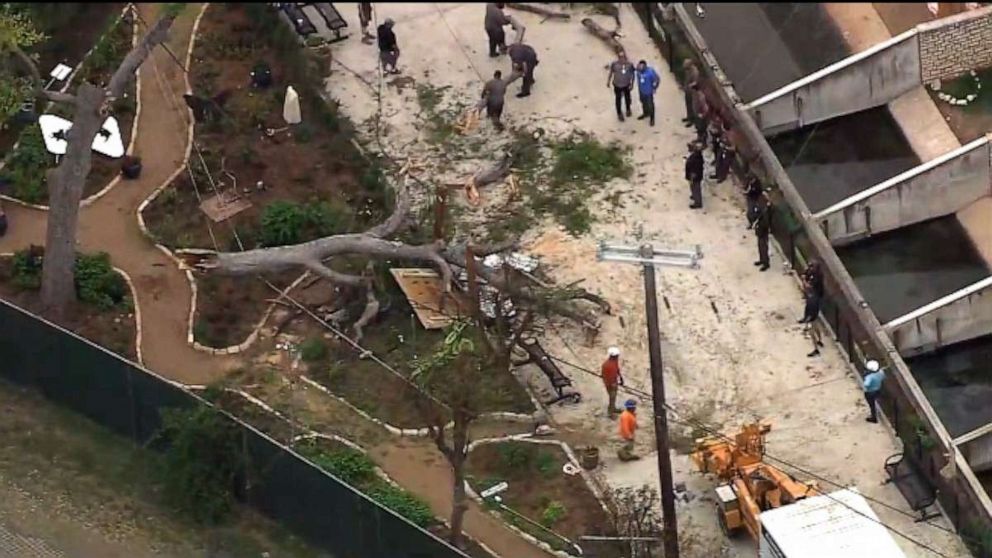 PHOTO: A tree fell at the San Antonio Zoo, injuring guests, on March 15, 2023, in San Antonio, Texas. Seven people were hospitalized.