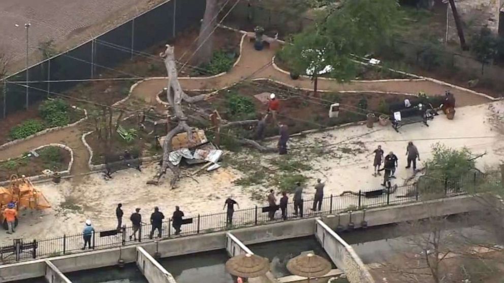 7 sent to hospital after tree falls on them at Texas zoo