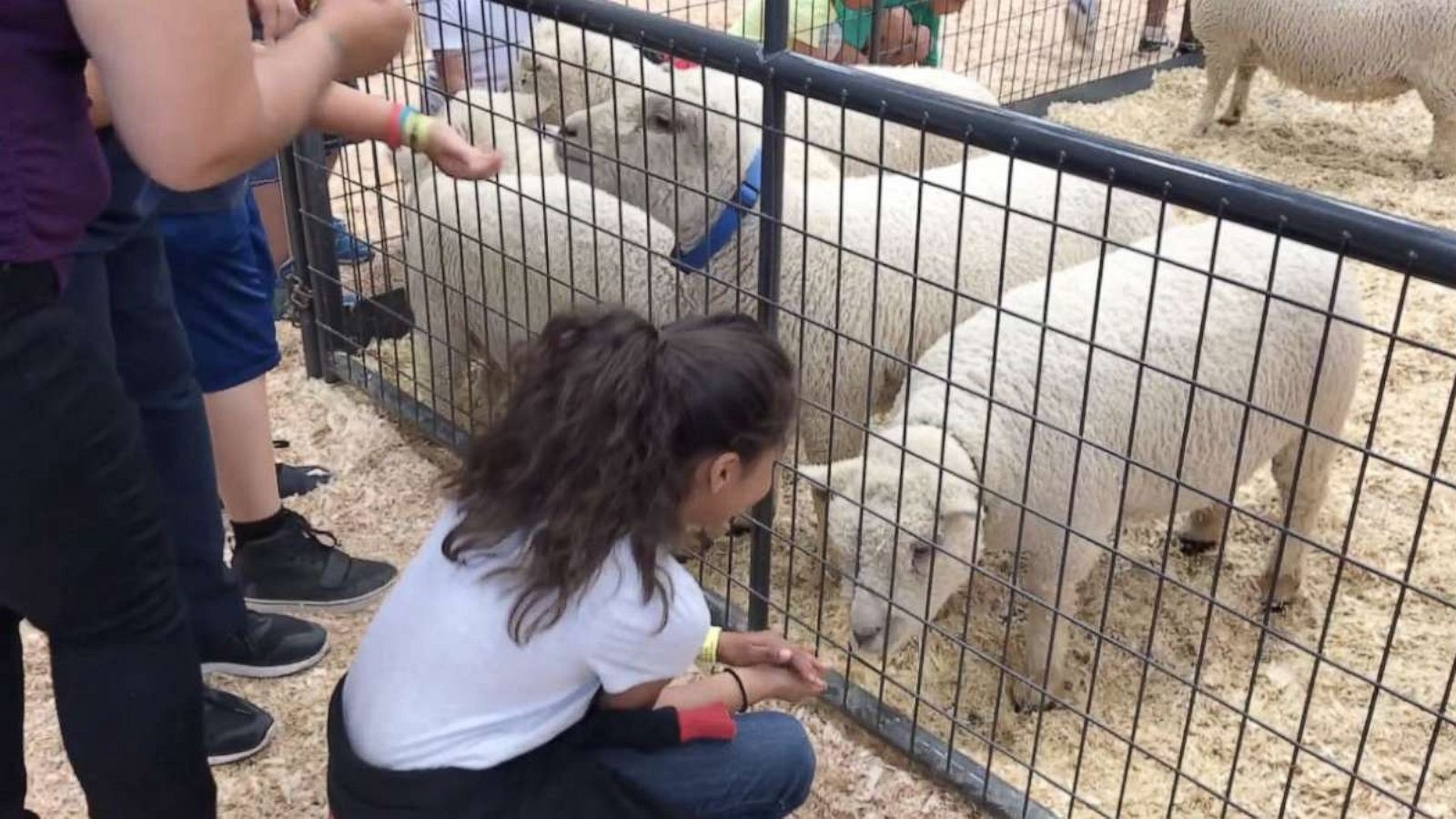 2-year-old boy dies after contracting E. coli visiting petting zoo at San  Diego County Fair - ABC News