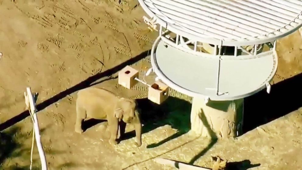 PHOTO: An elephant stands in an animal habitat in the San Diego Zoo after a man breached the enclosure while carrying a child on March 19, 2021.