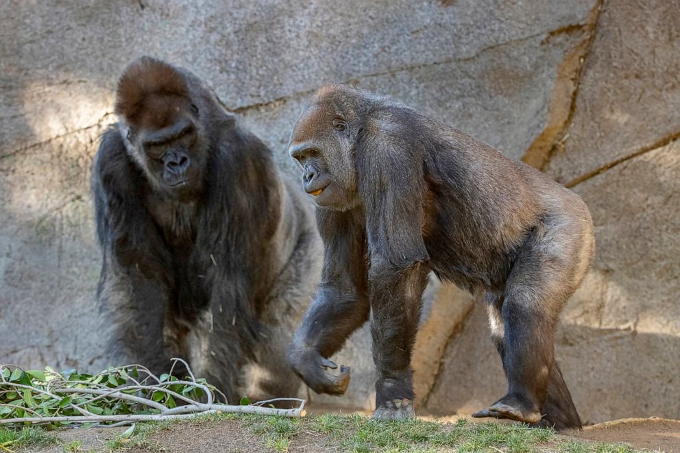 PHOTO: In this January 2021 photo provided by the San Diego Zoo, Winston, a silverback gorilla at the San Diego Zoo, left, and a gorilla named Imani are seen their enclosure at the San Diego Zoo Safari Park in Escondido, Calif. 