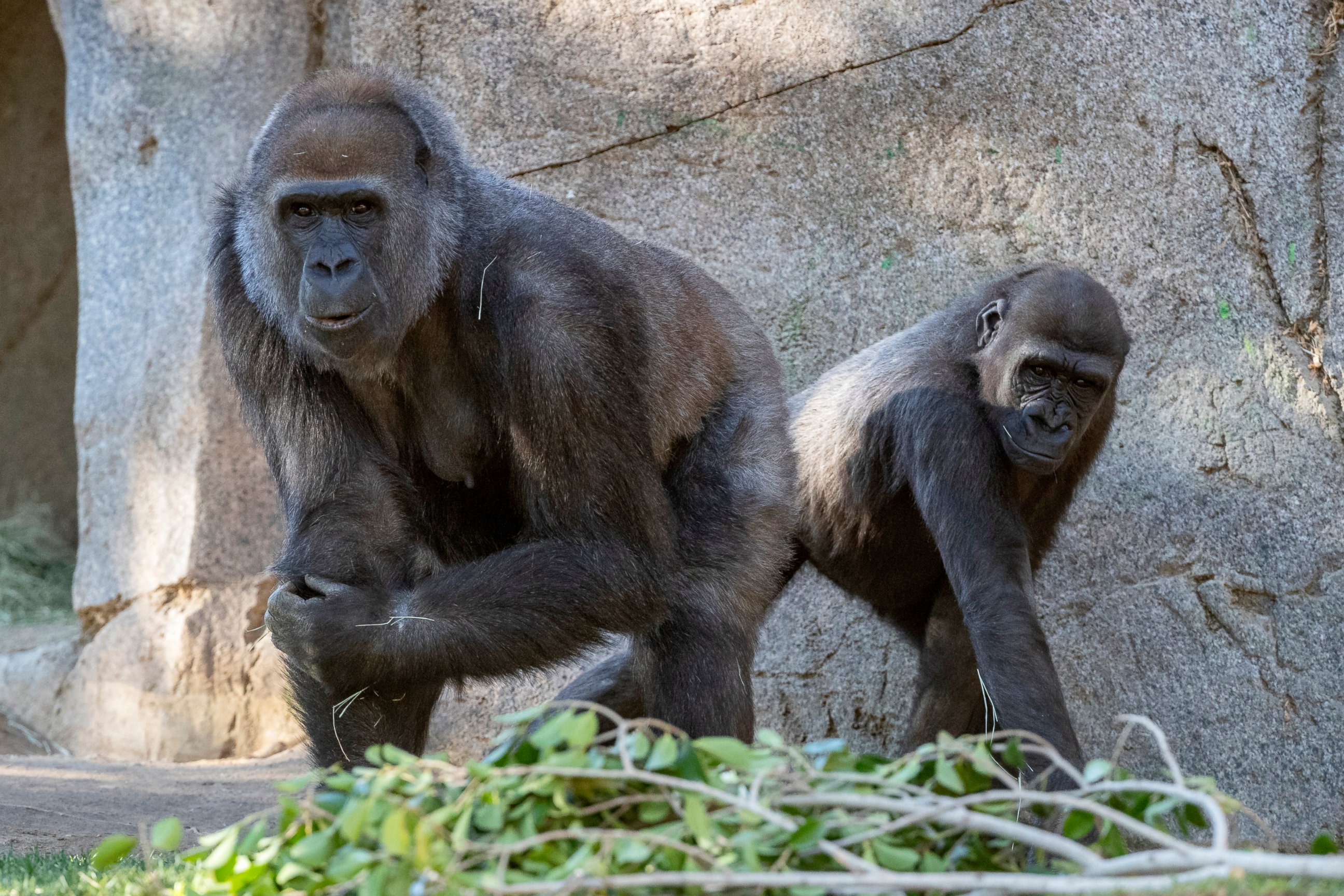 PHOTO: In this January 2021 photo provided by the San Diego Zoo, Leslie, a silverback gorilla, left, and a gorilla named Imani are seen in their enclosure at the San Diego Zoo Safari Park in Escondido, Calif.