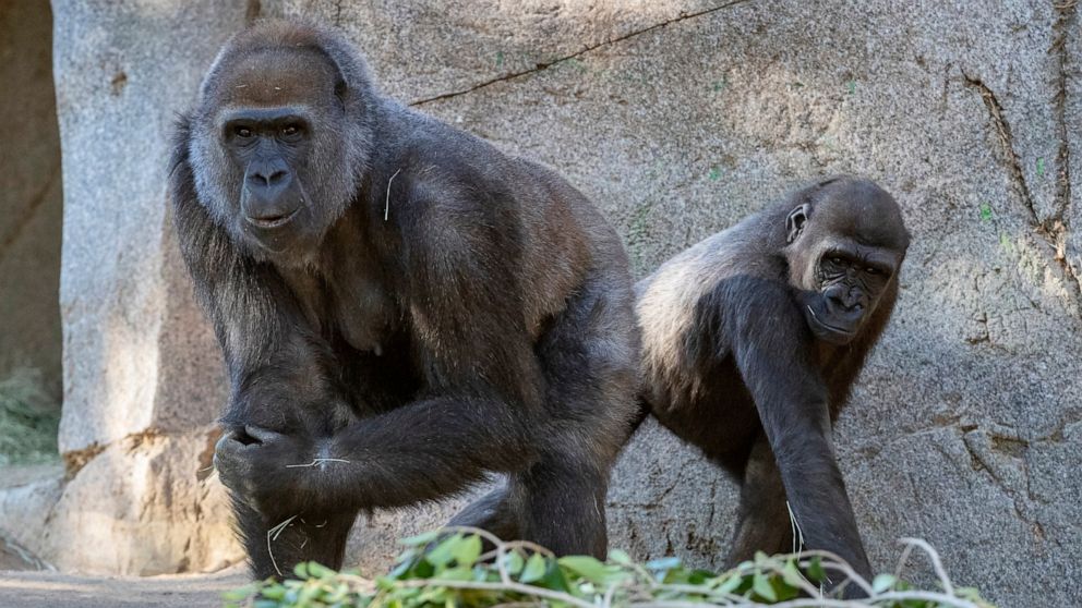 PHOTO: In this January 2021 photo provided by the San Diego Zoo, Leslie, a silverback gorilla, left, and a gorilla named Imani are seen in their enclosure at the San Diego Zoo Safari Park in Escondido, Calif.
