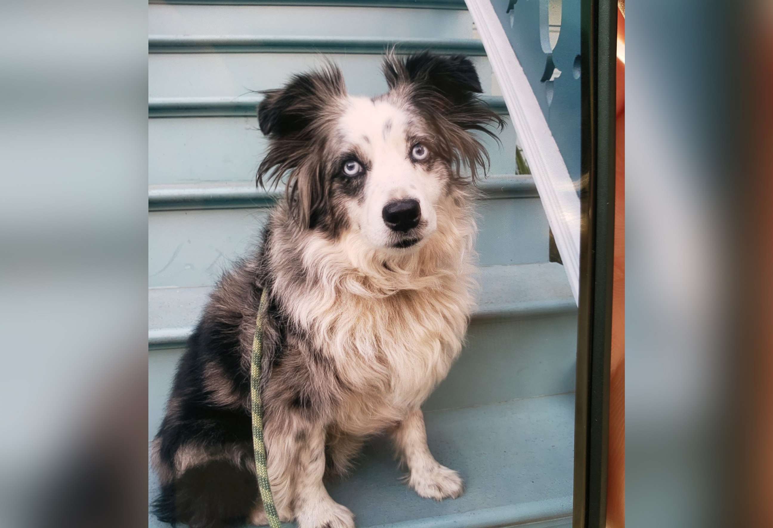PHOTO: Jackson, a five-year-old Miniature Australian Shepherd, is pictured in an undated handout photo posted to the Twitter account of the San Francisco Police.
