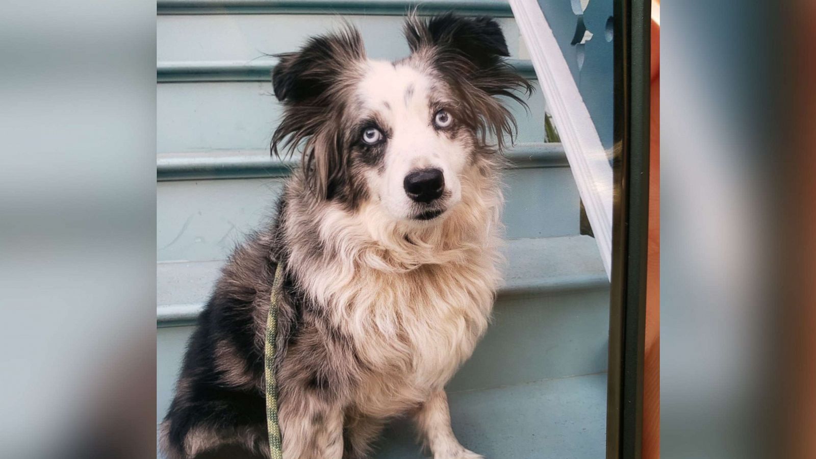 San Francisco Woman Offering 7 000 Reward To Find Her Stolen Dog Abc News