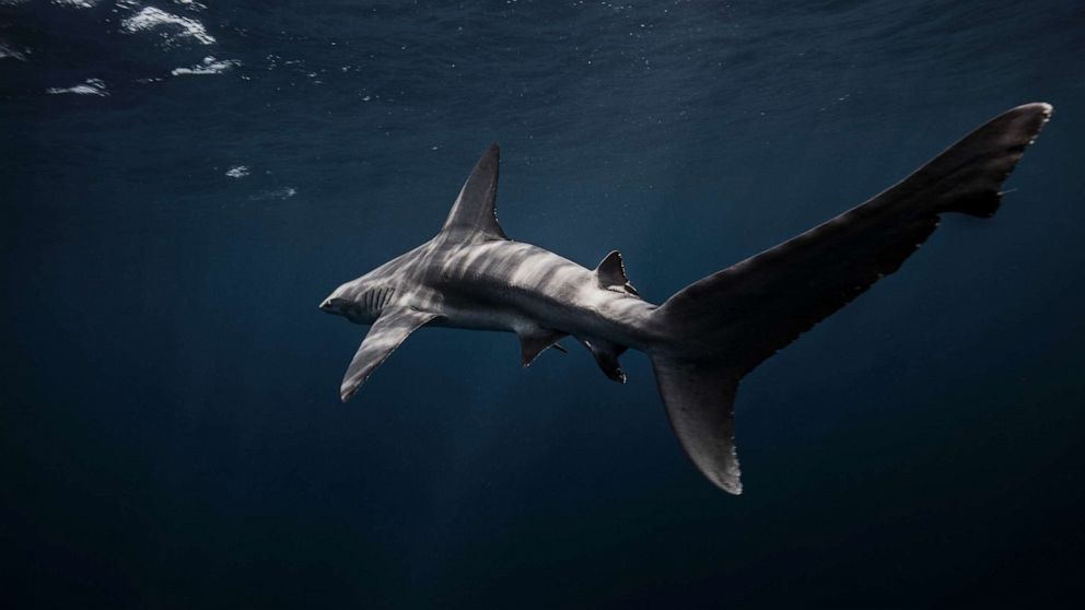 A sandbar shark is pictured swimming underwater in Jupiter, Fla., in this undated stock photo.