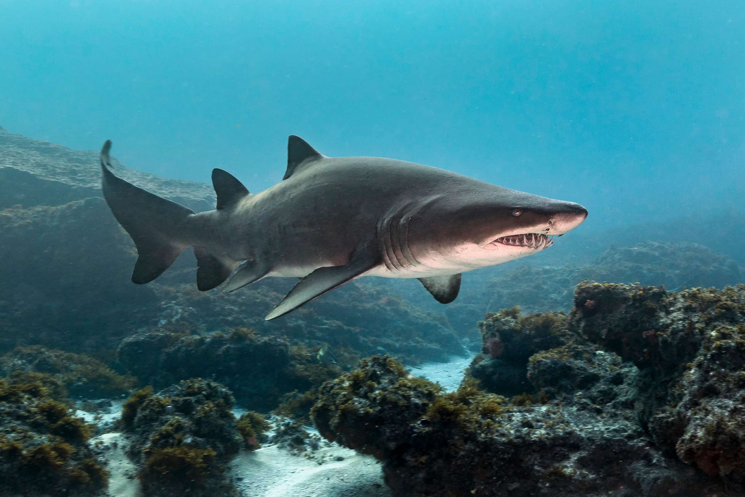 PHOTO: A sand tiger shark swims in an undated stock photo.