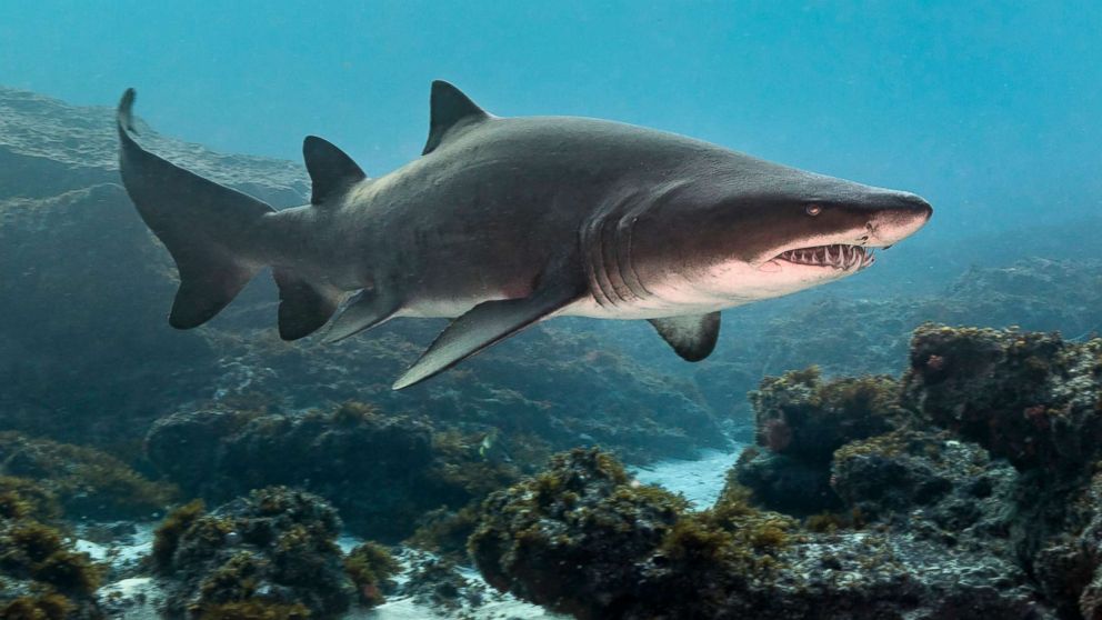 A sand tiger shark swims in an undated stock photo.