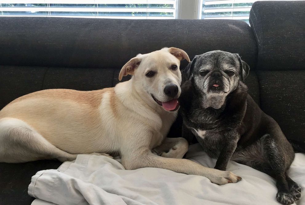 PHOTO: Earlier this year the Krueger's adopted an Anatolian Shepherd named Sander, pictured here with their pug Kissy, from an Iowa-based rescue.
