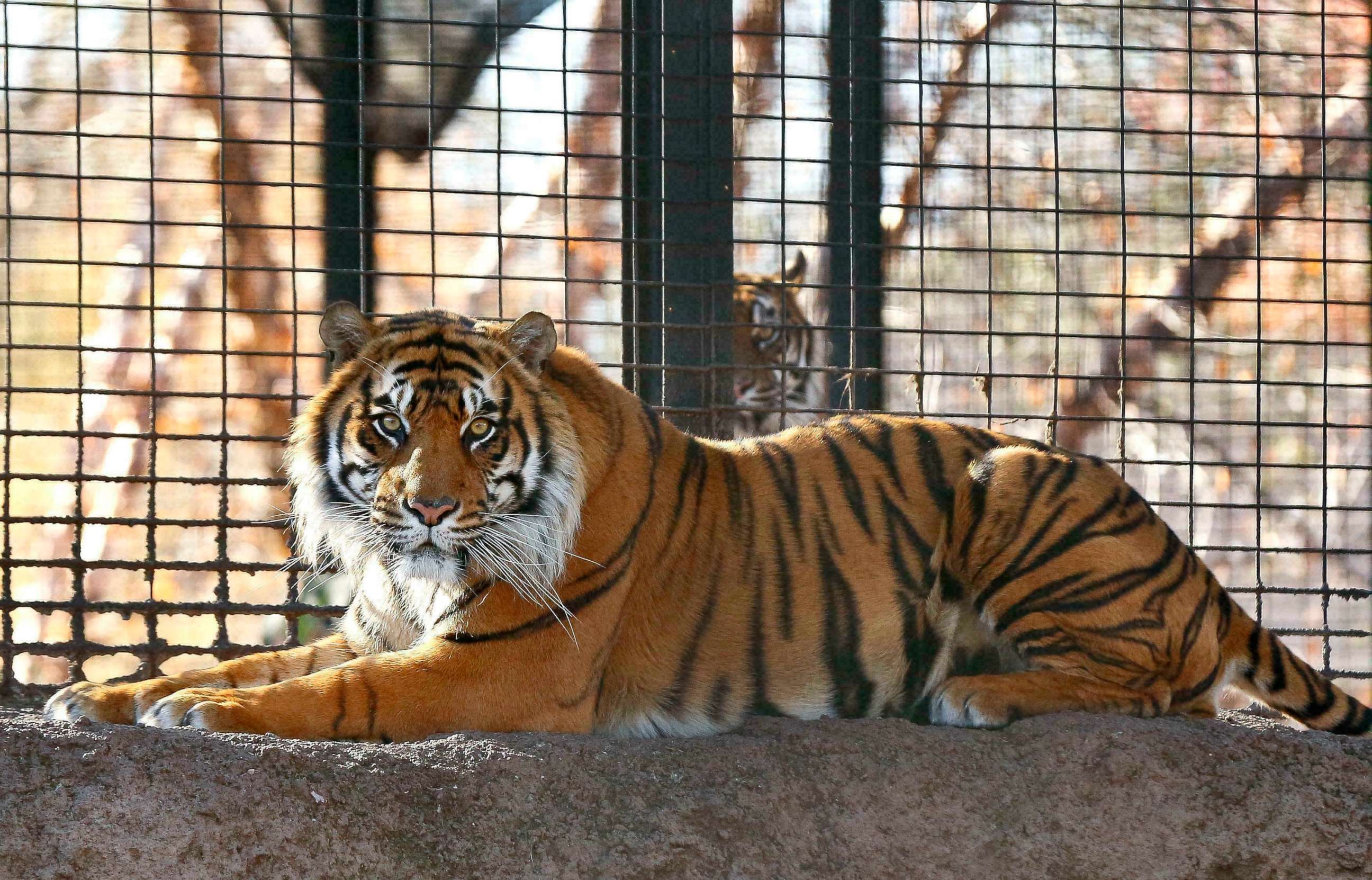 PHOTO: This November 2018 file photo shows Sanjiv, a Sumatran tiger at the Topeka Zoo in Topeka, Kansas.
