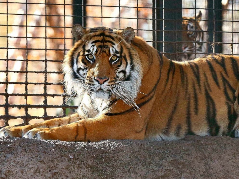 Zookeeper on the mend after tiger attack at Kansas zoo - ABC News