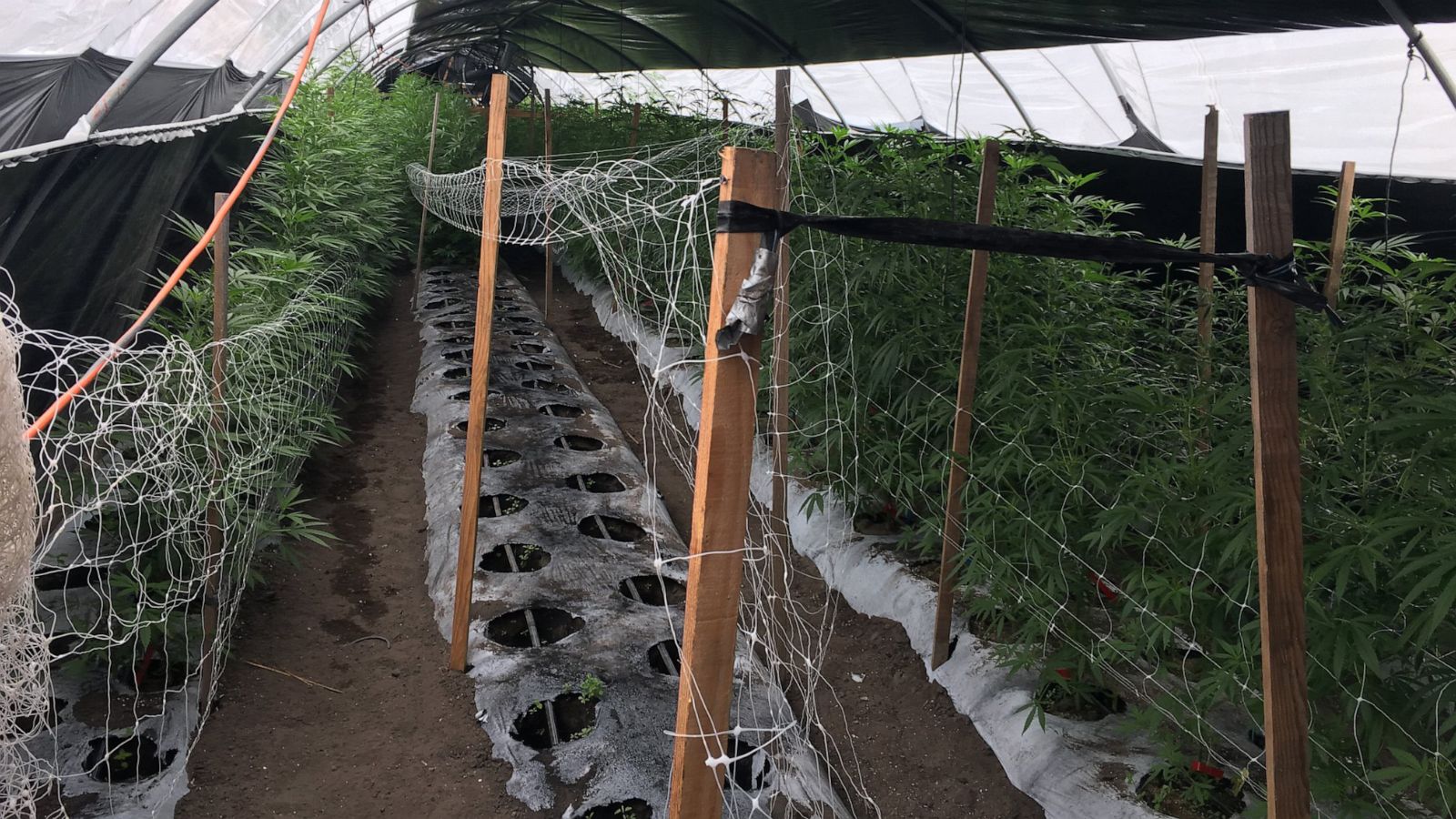 Sheriff seizes 20 tons of cannabis in huge bust - Good Morning America