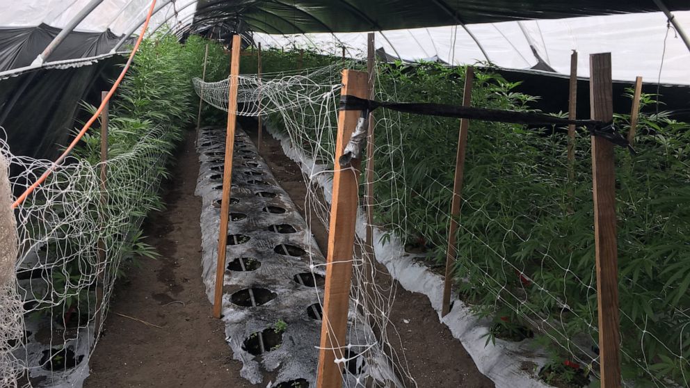 VIDEO: 20 tons of cannabis seized in Santa Barbara bust