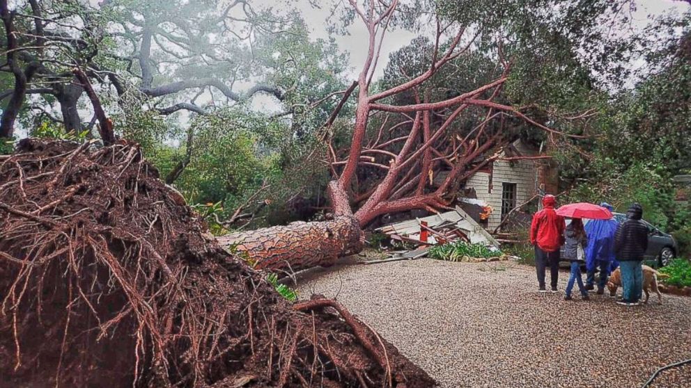 PHOTO: In this Saturday, Feb. 2, 2019, photo released by Santa Barbara County Fire, a large stone pine tree believed to be 100 years old came down into this Santa Barbara, Calif., home during Saturday's powerful winter storm.