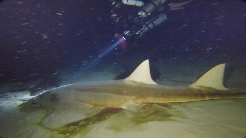 PHOTO: Divers found two deceased smalltooth sawfish, an endangered species, at the bottom of Amberjack Hole.