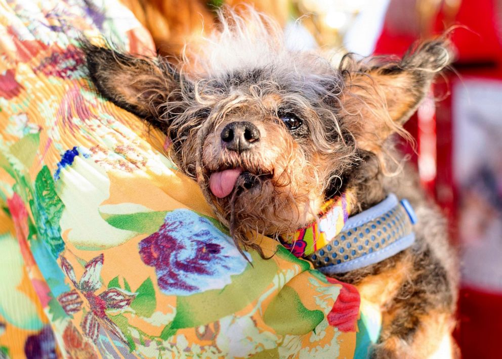 PHOTO: Scamp the Tramp rests after winning the World's Ugliest Dog Contest at the Sonoma-Marin Fair in Petaluma, Calif., June 21, 2019.