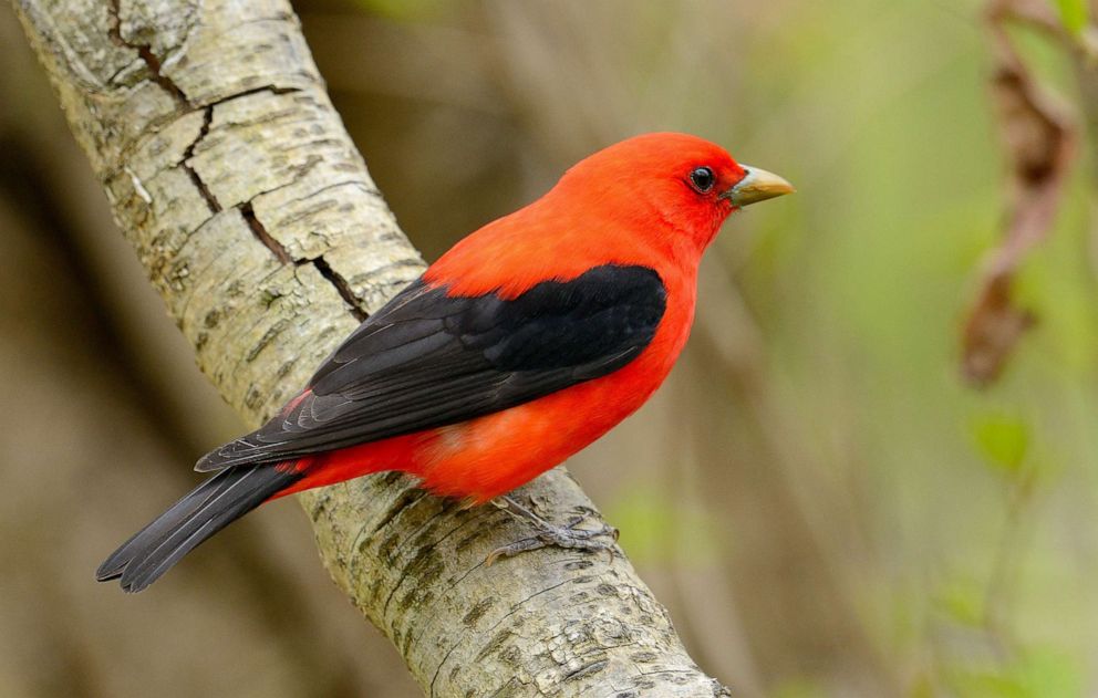 PHOTO: A scarlet tanager perched on a limb and in clear view close-up with a smooth background. Taken in Pennsylvania during the spring migration.