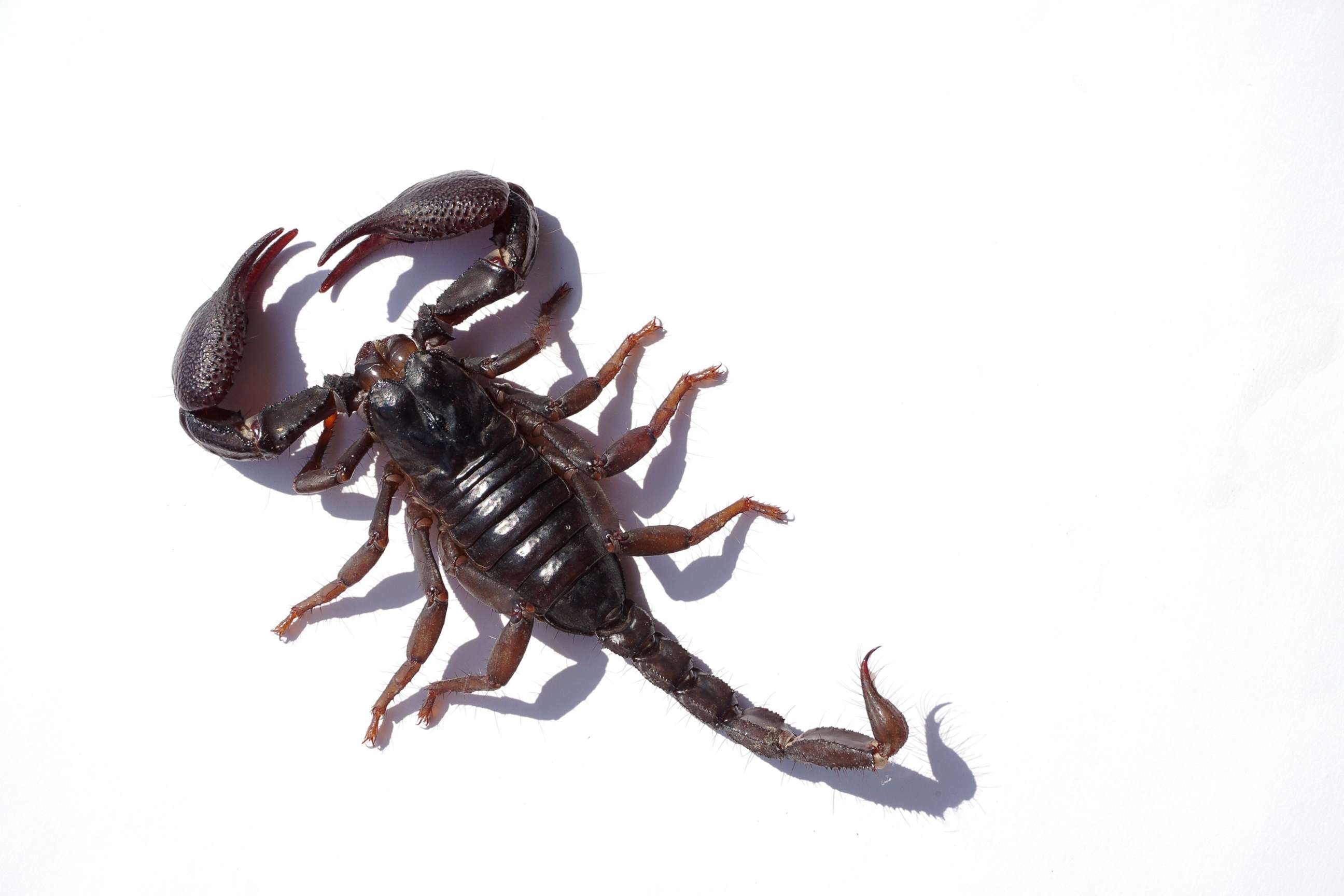 PHOTO: A scorpion is pictured in an undated stock photo. 