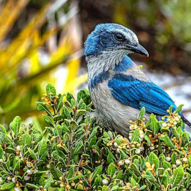 Global warming is impacting the Florida scrub-jay, a one-of-a-kind bird species, in a way that is surprising to ornithologists.