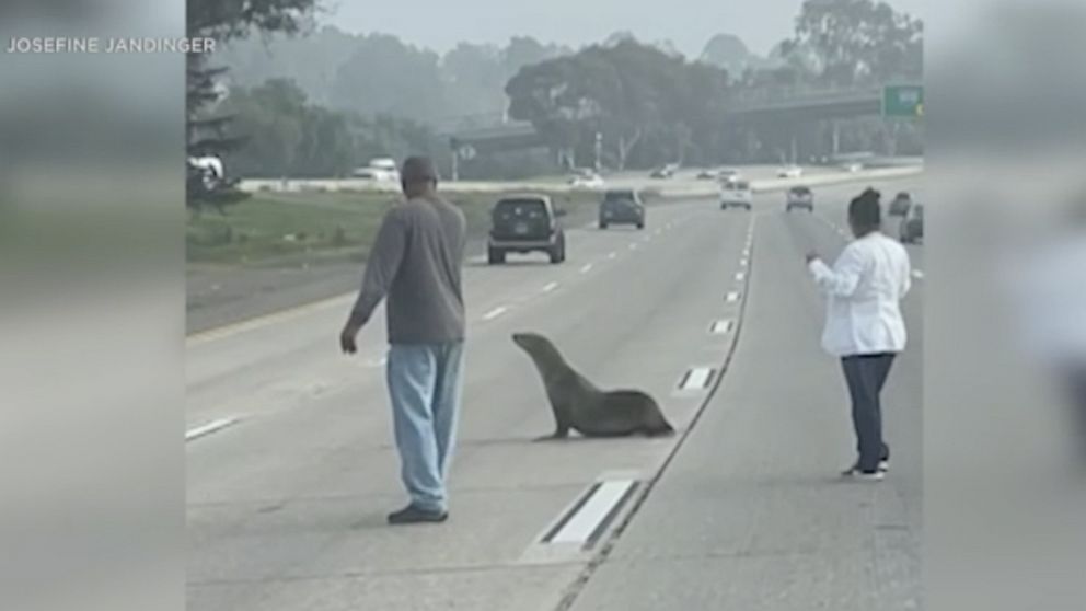 PHOTO: In this screen grab taken from a video, a sea lion crosses a freeway in San Diego.