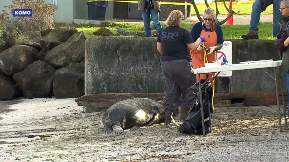 PHOTO: Researchers examine a California sea lion that washed up on the shore in West Seattle, Washington, Nov. 21, 2018.