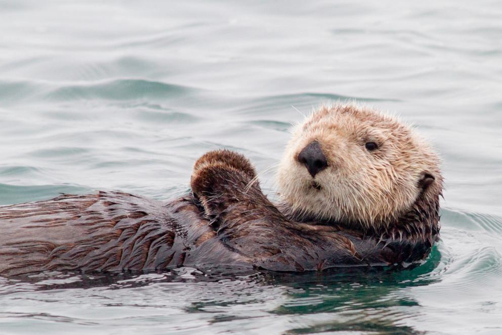 Sea otters, once hunted to near extinction, are preventing coastal erosion as their populations grow, study finds (abcnews.go.com)