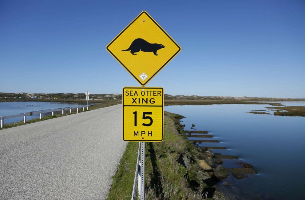 PHOTO: A sign warns motorists of sea otters at the Elkhorn Slough in Moss Landing, Calif., March 26, 2018. A wildlife-friendly pocket of tidal salt marsh and rich sea grass in the curve of Monterey Bay, sea otters have rebounded to more than 3,000 today.