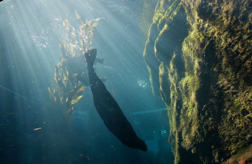 PHOTO: A sea otter dives to the bottom of its exhibit at the Monterey Bay Aquarium in Monterey, Calif., March 26, 2018. California sea otters are booming again in a federally-protected enclave of Northern Calif. coast.