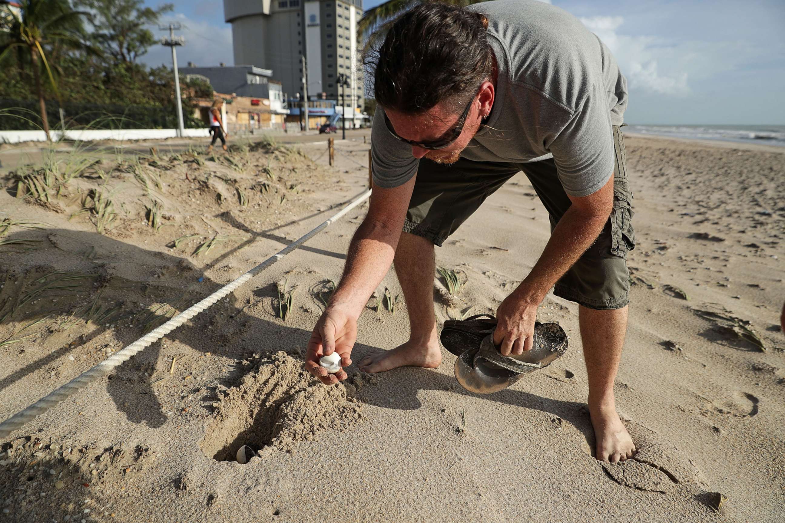 PHOTO: Sea Turtle Oversight Protection co-founder Richard WhiteCloud works to recover and re-bury sea turtle eggs that were destroyed during Hurricane Irma along Fort Lauderdale Beach, Sept. 11, 2017, in Fort Lauderdale, Fla. 