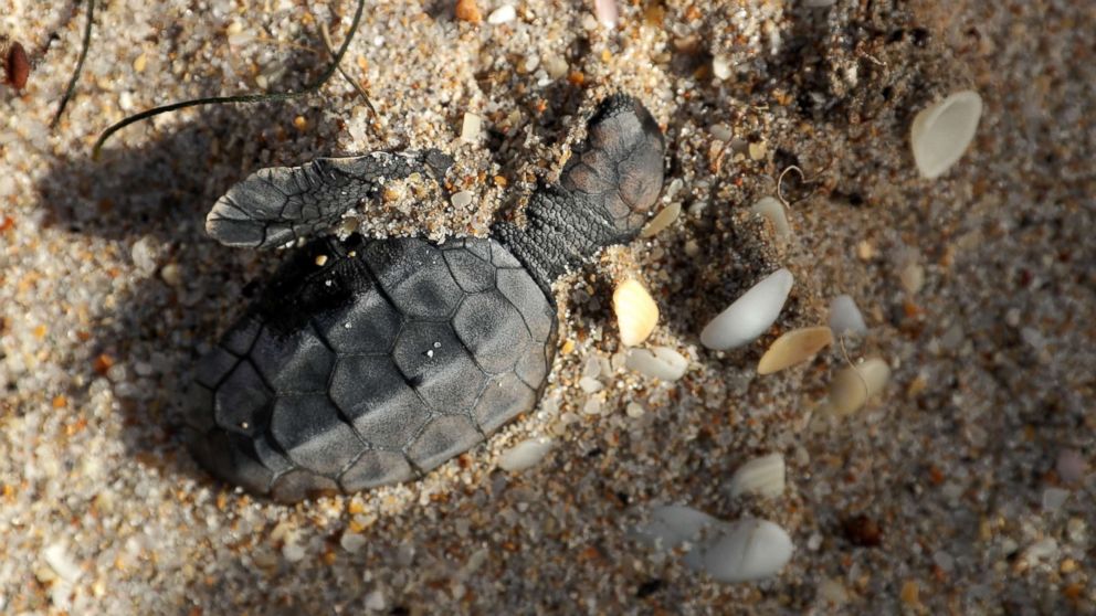 Damage to sea turtle nests assessed after Irma slams Florida - ABC News