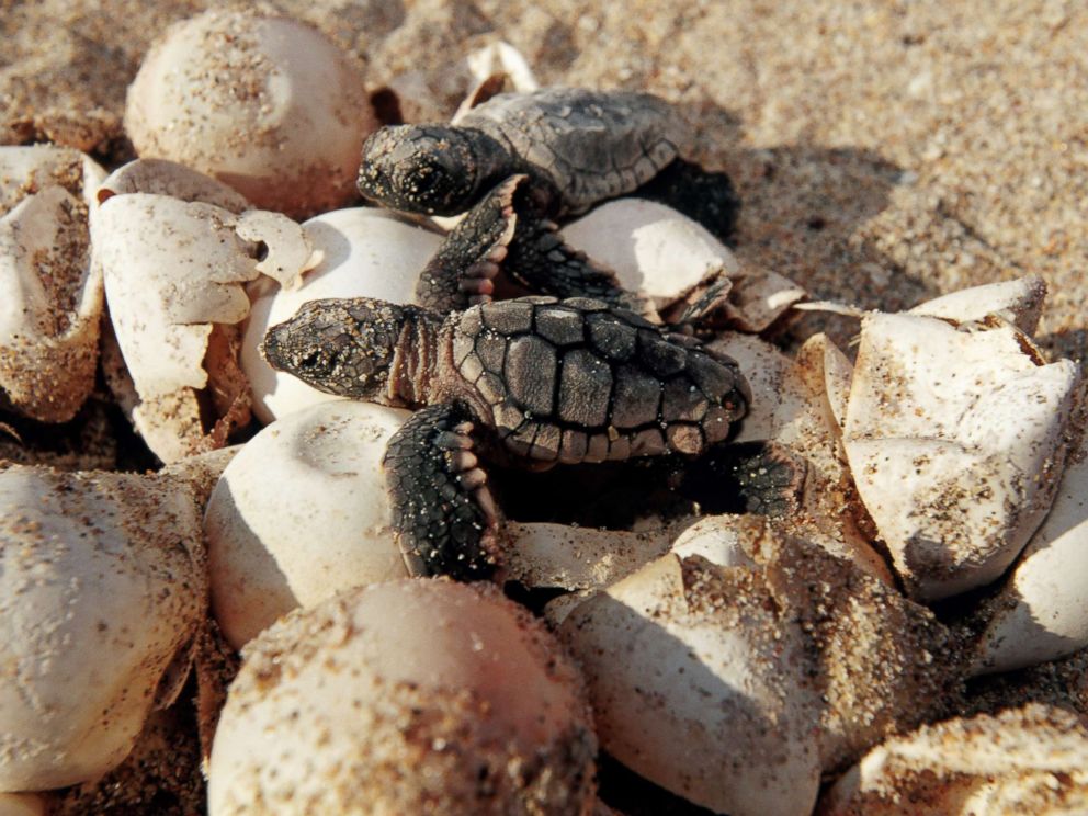 Nesting Sea Turtles Are On Florida S Frontlines As Irma Nears Abc News