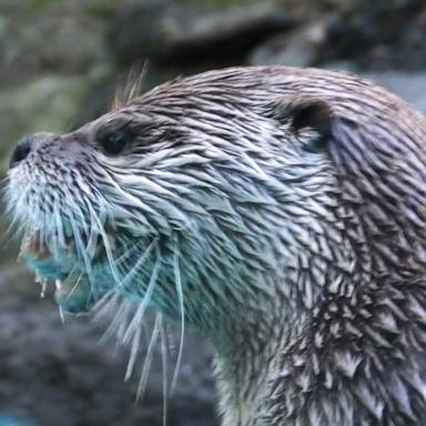 The marine mammals are the natural predators to shore crabs, which burrow into marsh banks and destabilize shorelines.