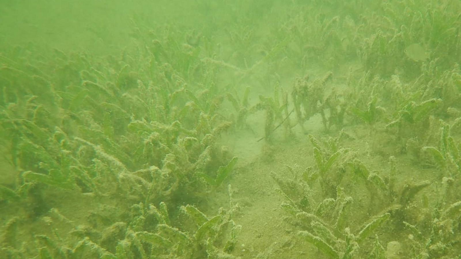 Invasive ocean species detected in Florida waters, scientists say