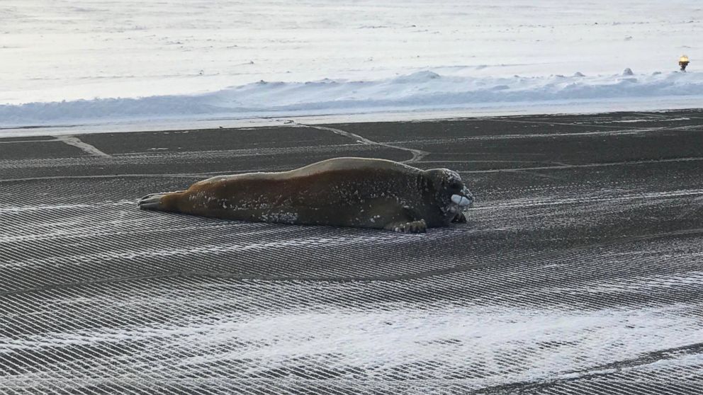 PHOTO: A seal is seen at the airport runway in Utiqiagvik, Alaska, Oct. 23, 2017.