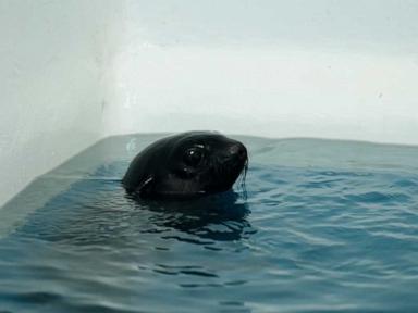 WATCH: Rescued seal pup finds 'furever' home at aquarium in Connecticut