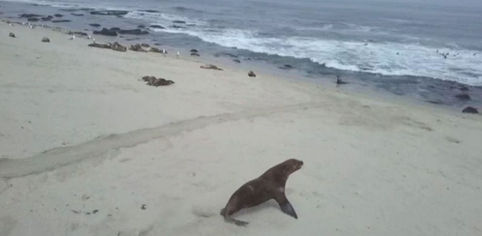 PHOTO:  Animal care specialists form SeaWorld San Diego freed a sea lion pup trapped in plastic ribbon at Boomer's Beach in La Jolla on June 8, 2019. 