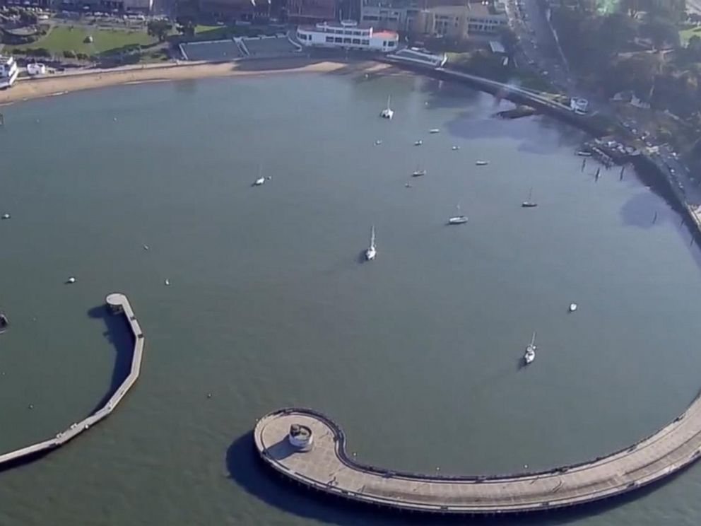 PHOTO: A swimmer was bitten by a sea lion in San Francisco Bay, the second attack on a human in two days.