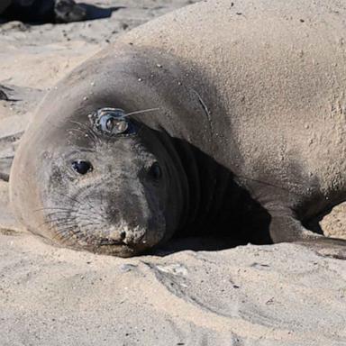 After nearly going extinct, elephant seals are a conservation success story.