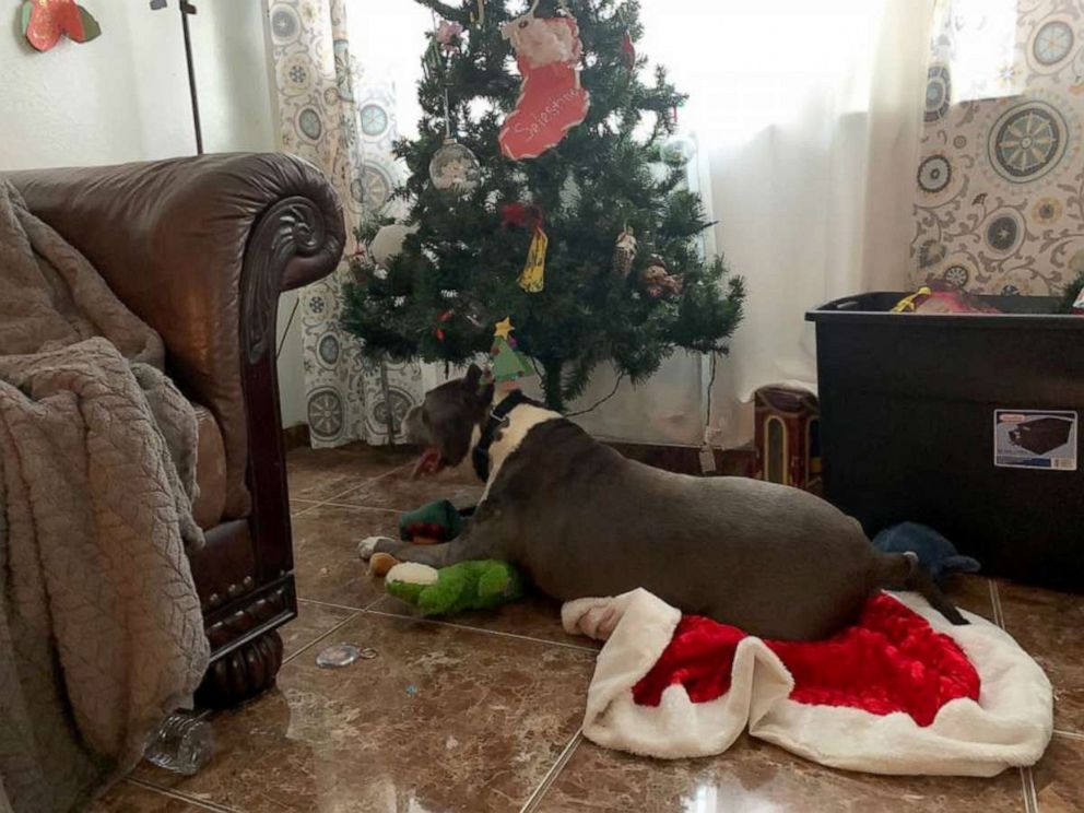 PHOTO: Seamus, a rescue pit bull, made it home for Christmas after being adopted from the Fresno Bully Rescue, who shared the celebration on their Facebook page.