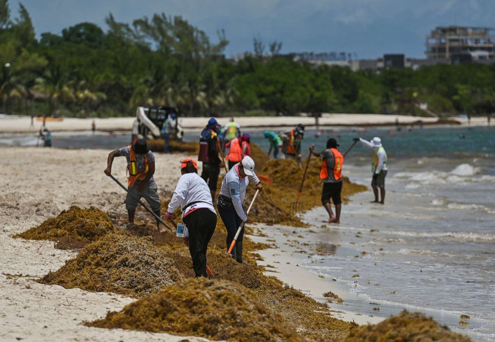 PHOTO: Cleaning of Playa Punta Esmeralda covered with sargassum seaweed in March 22, 2022, in Playa Del Carmen, Quintana Roo, Mexico.