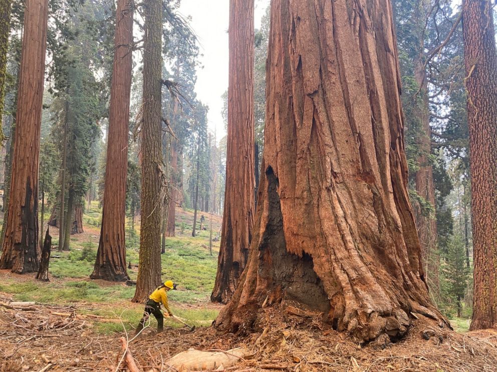 PHOTO: This July 2022 photo provided by the National Park Service shows a firefighter clearing loose brush from around a Sequoia tree in Mariposa Grove in Yosemite National Park, Calif.