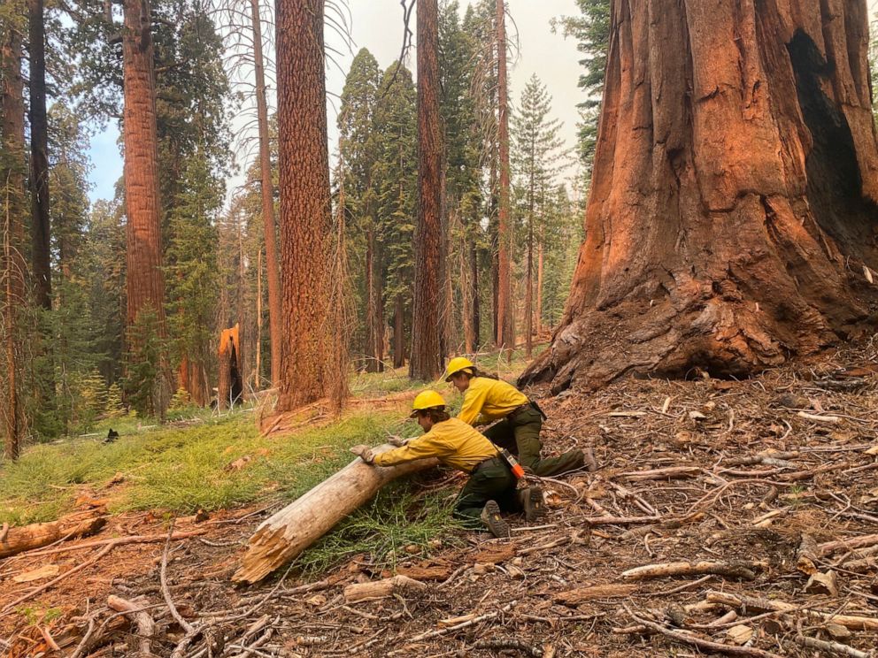 PHOTO: This July 2022 photo provided by the National Park Service shows firefighters clearing loose brush from around a Sequoia tree in Mariposa Grove in Yosemite National Park, Calif.