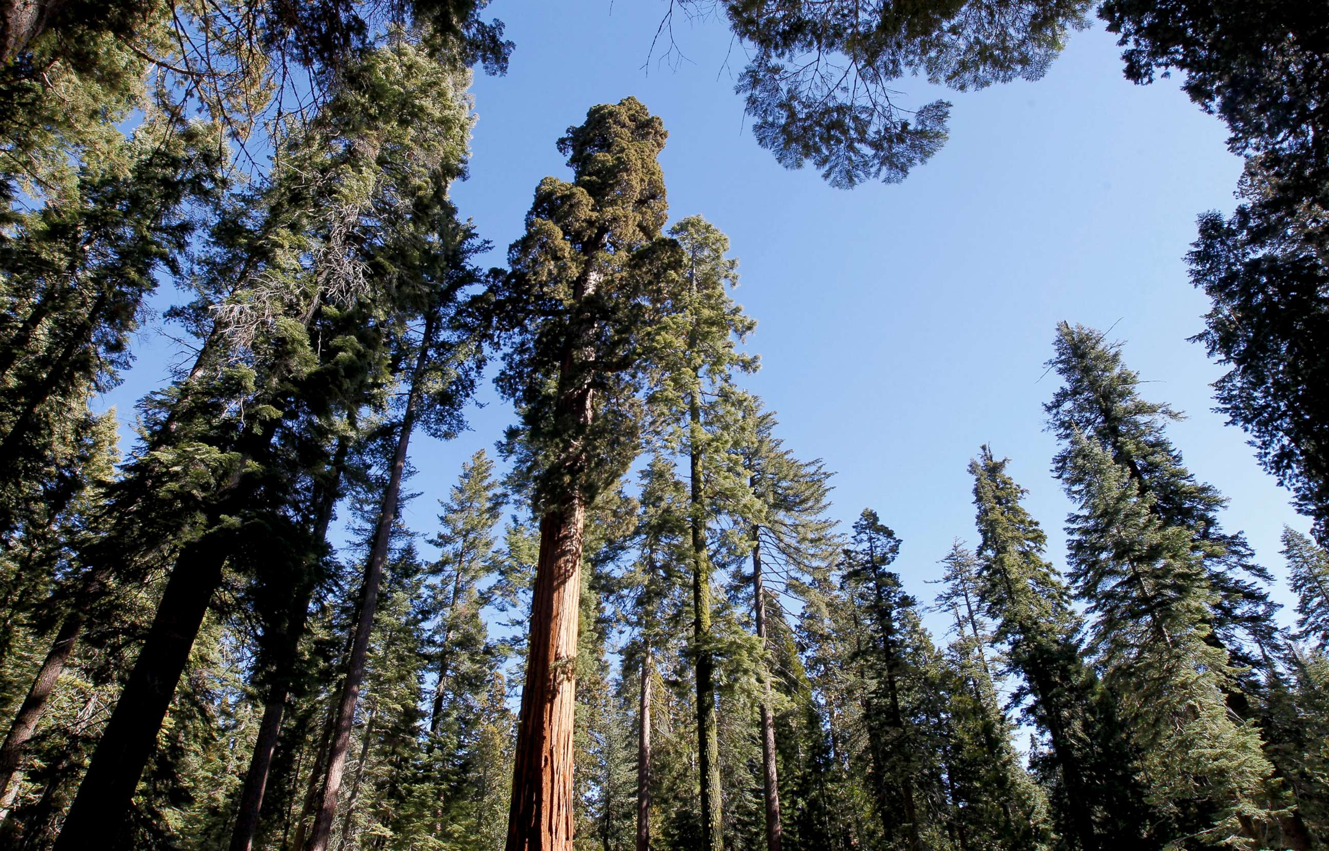 PHOTO: In this Feb. 26, 2013, file photo, the Mariposa Grove of Giants Sequoias is shown in Yosemite National Park in California.